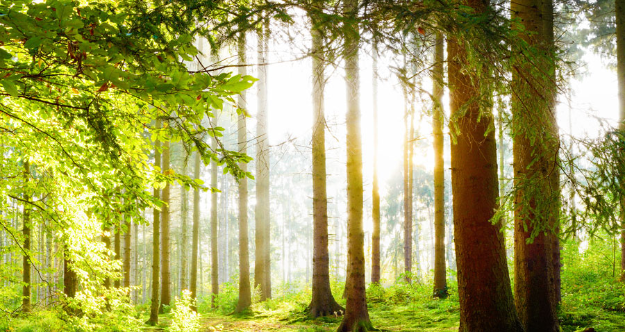 Wald Wald